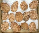 Lot: - Desert Rose From Morocco - Pieces #138120-1